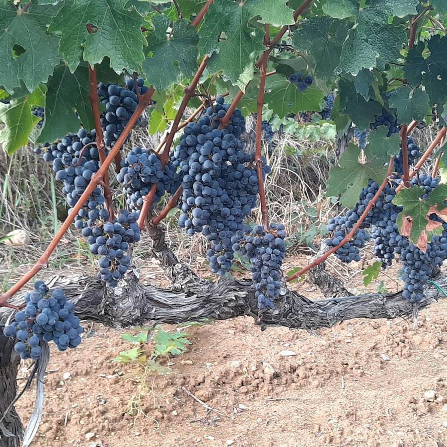 Gjestgiverier Pupa Winery & Guest House - Berat Berat