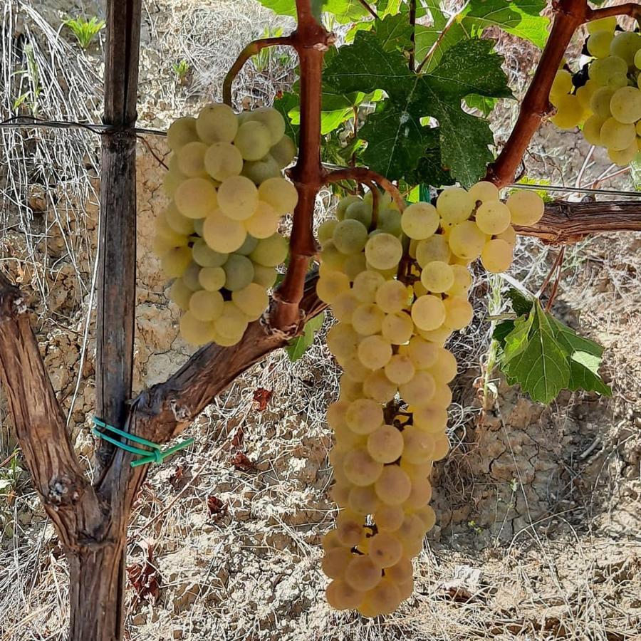Gjestgiverier Pupa Winery & Guest House - Berat