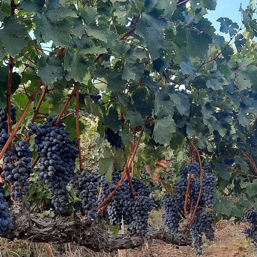 Gjestgiverier Pupa Winery & Guest House - Berat Berat