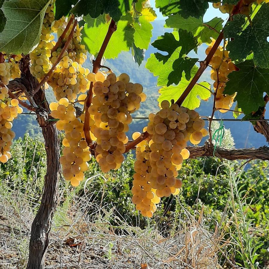 Pupa Winery & Guest House - Berat Berat
