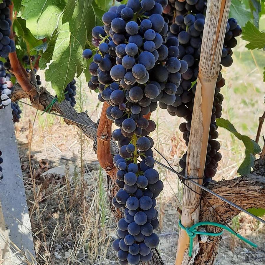 Pupa Winery & Guest House - Berat