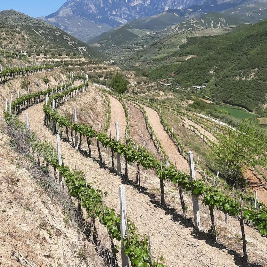 Pupa Winery & Guest House - Berat
