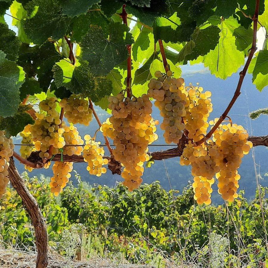 Pupa Winery & Guest House - Berat