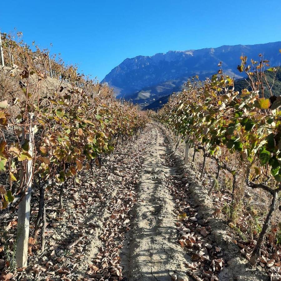 Pupa Winery & Guest House - Berat Berat