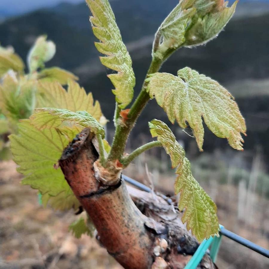 Pupa Winery & Guest House - Berat Gjestgiverier