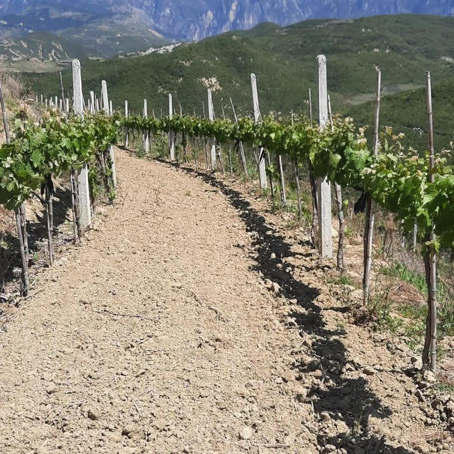 Pupa Winery & Guest House - Berat